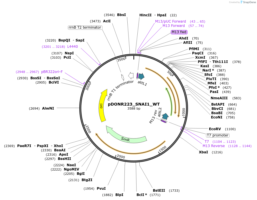 82164-plasmid-map-sequence-id-163803
