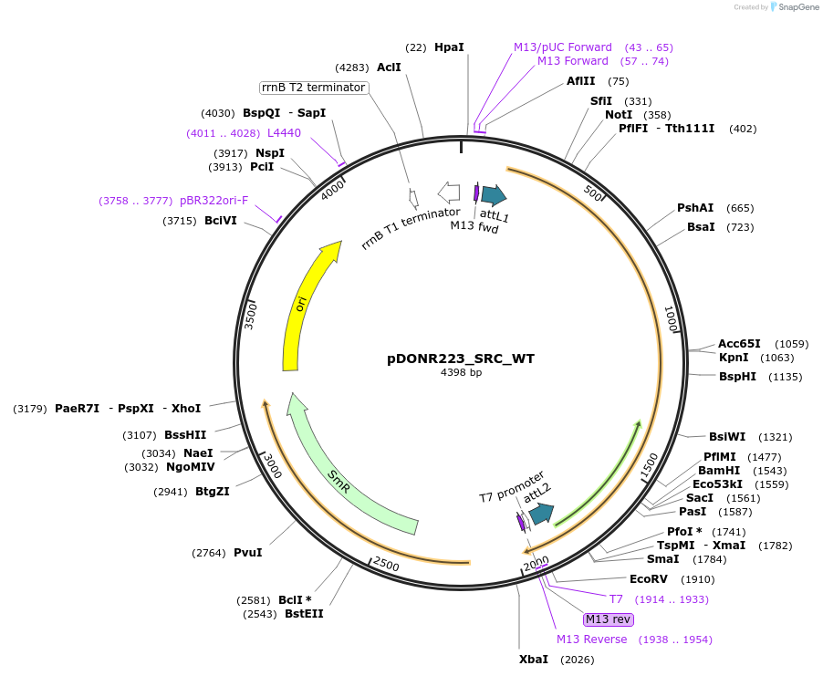 82165-plasmid-map-sequence-id-163804