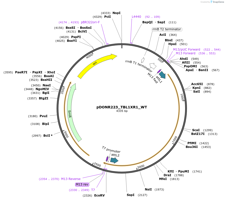 82059-plasmid-map-sequence-id-163805