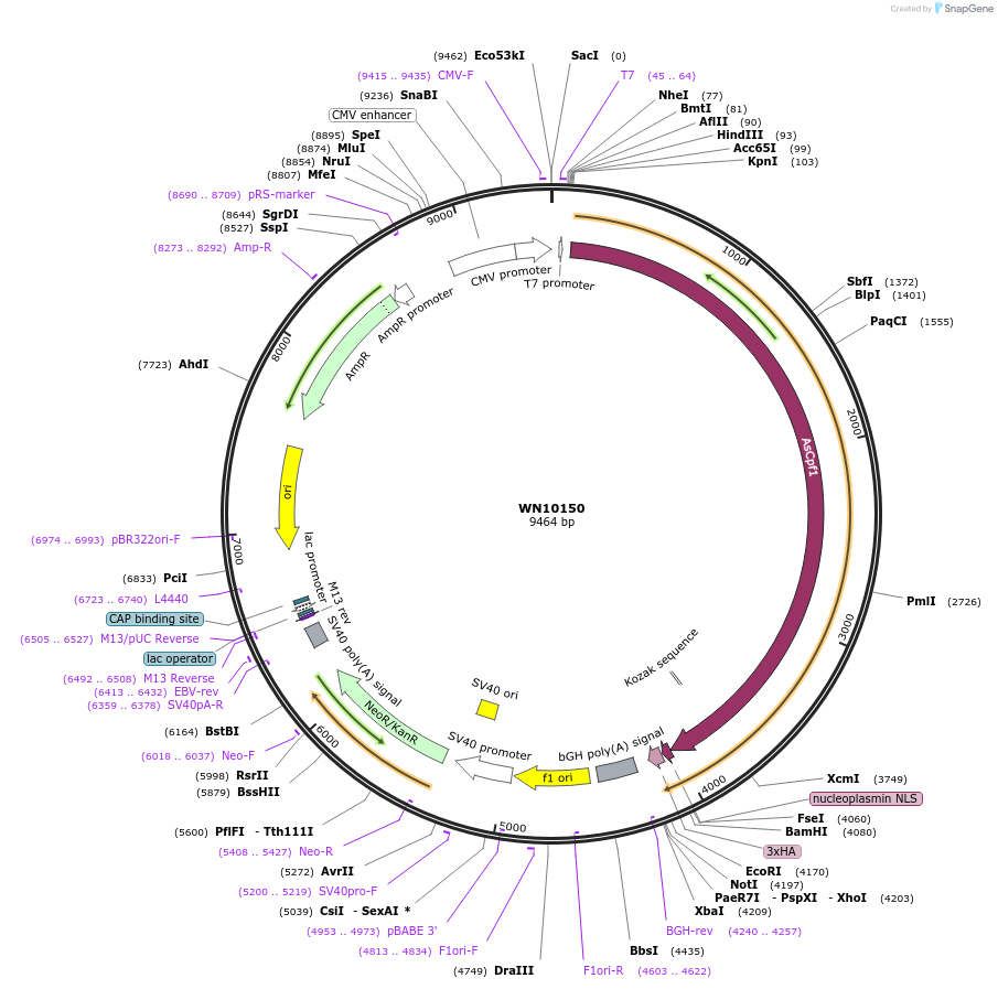 80443-plasmid-map-sequence-id-163811