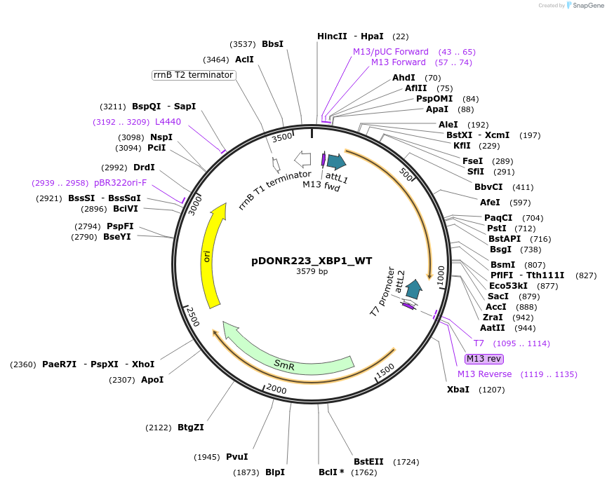 82168-plasmid-map-sequence-id-163812