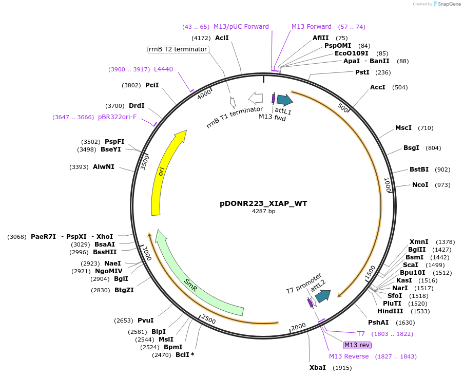 82170-plasmid-map-sequence-id-163816