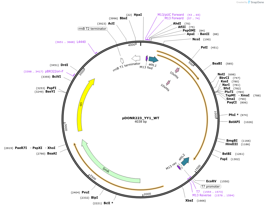 82171-plasmid-map-sequence-id-163817