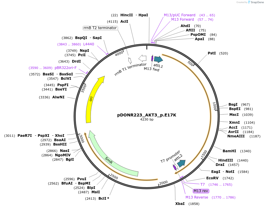 82172-plasmid-map-sequence-id-163818