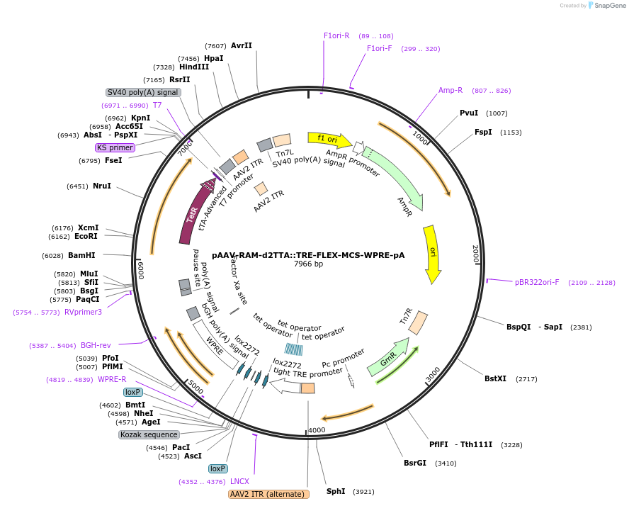 84467-plasmid-map-sequence-id-163822