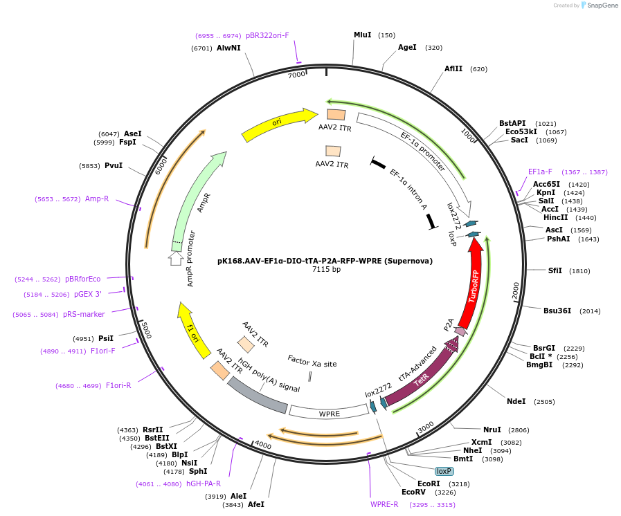 85039-plasmid-map-sequence-id-163841