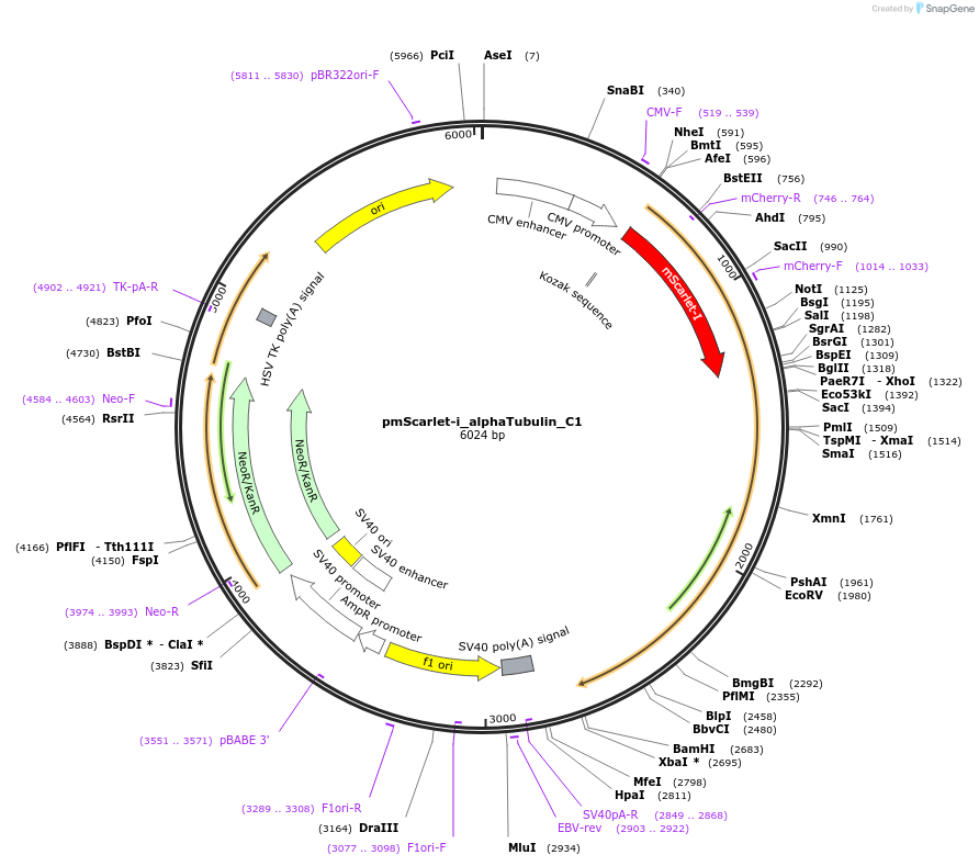 85047-plasmid-map-sequence-id-163853