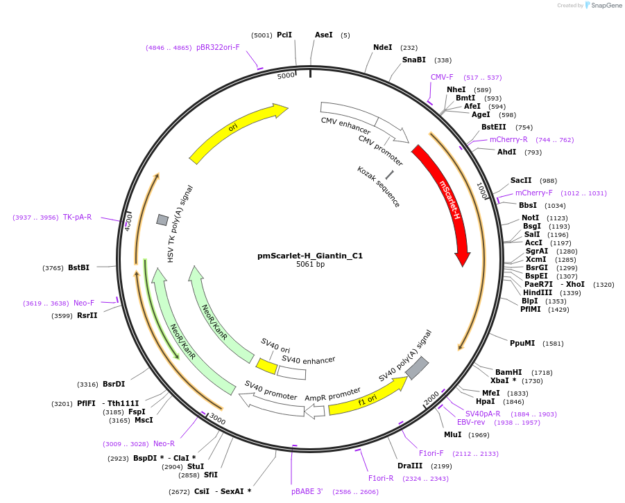 85049-plasmid-map-sequence-id-163855