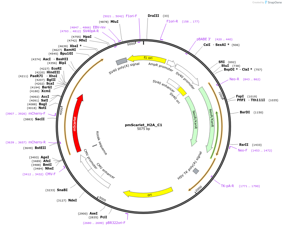85051-plasmid-map-sequence-id-163857