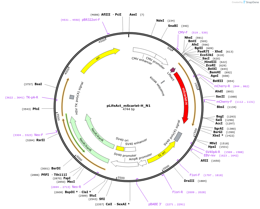 85055-plasmid-map-sequence-id-163861