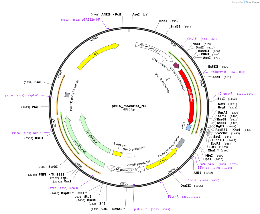 85057-plasmid-map-sequence-id-163863