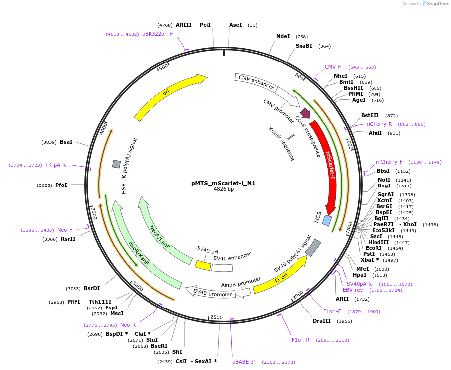 85059-plasmid-map-sequence-id-163865