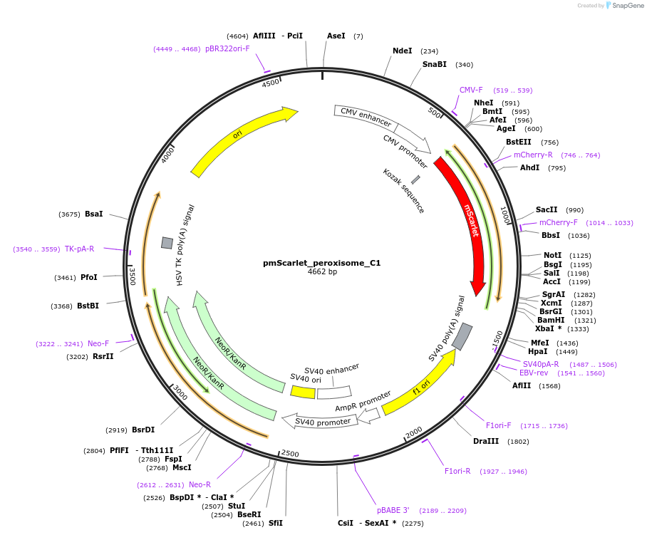 85063-plasmid-map-sequence-id-163869