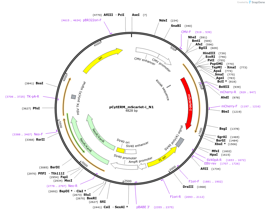 85068-plasmid-map-sequence-id-163874