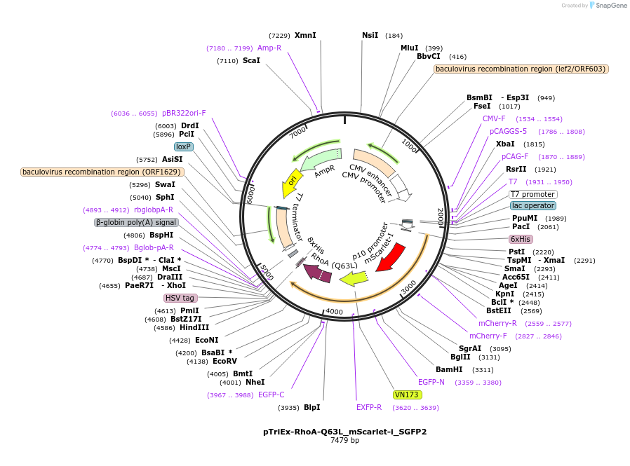 85072-plasmid-map-sequence-id-163878