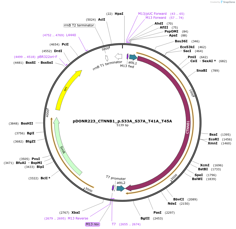 82176-plasmid-map-sequence-id-163897