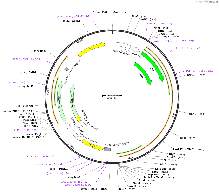 84293-plasmid-map-sequence-id-163903