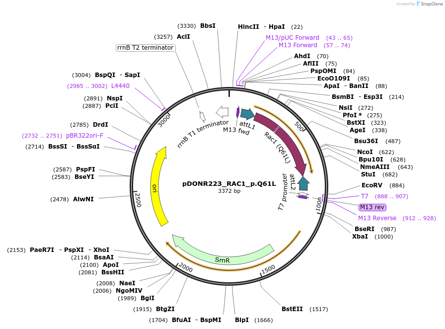 82178-plasmid-map-sequence-id-163904