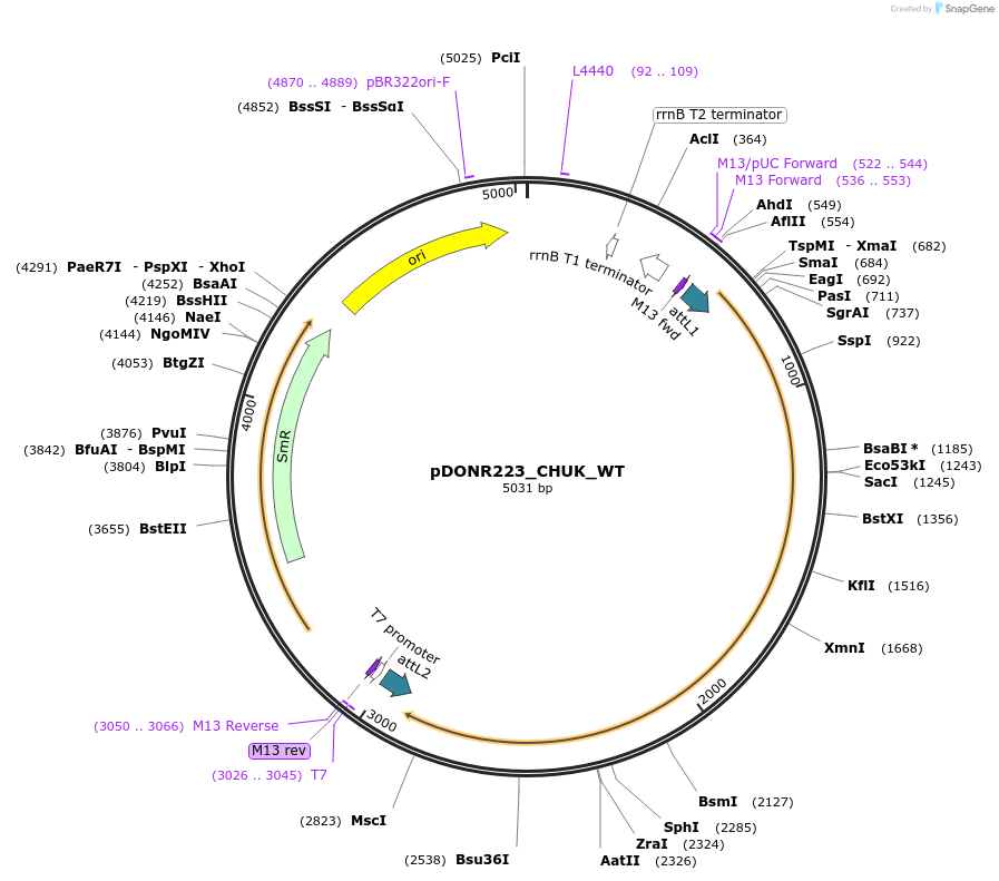 82083-plasmid-map-sequence-id-163907
