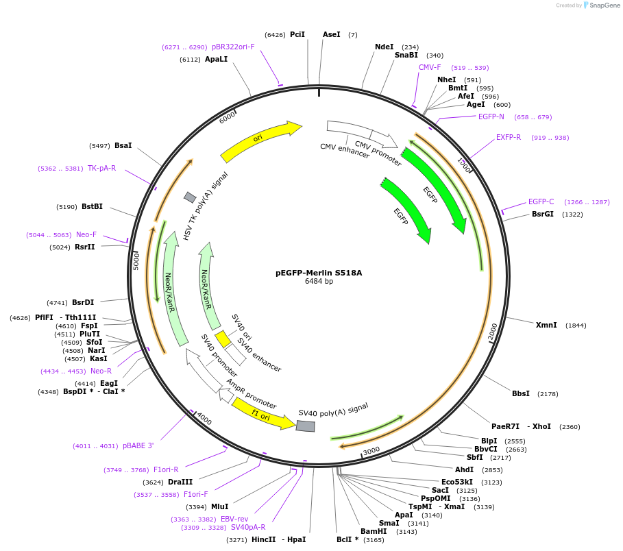 84294-plasmid-map-sequence-id-163908