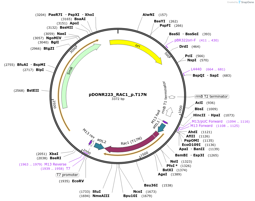 82179-plasmid-map-sequence-id-163912