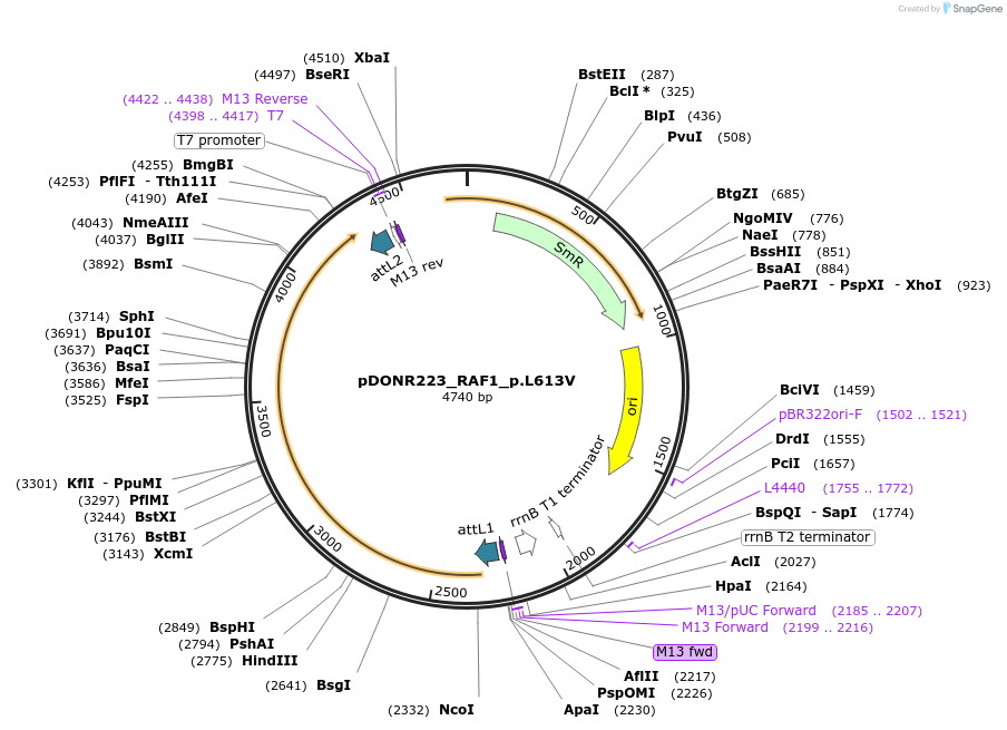 82180-plasmid-map-sequence-id-163915