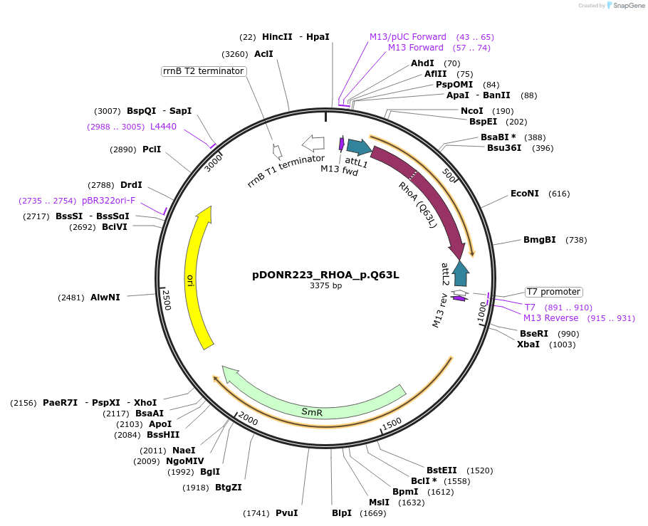 82181-plasmid-map-sequence-id-163917