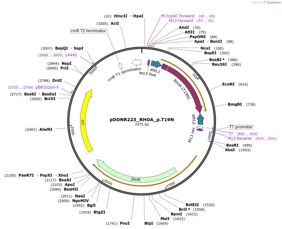 82182-plasmid-map-sequence-id-163919