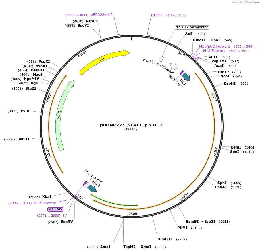 82183-plasmid-map-sequence-id-163922