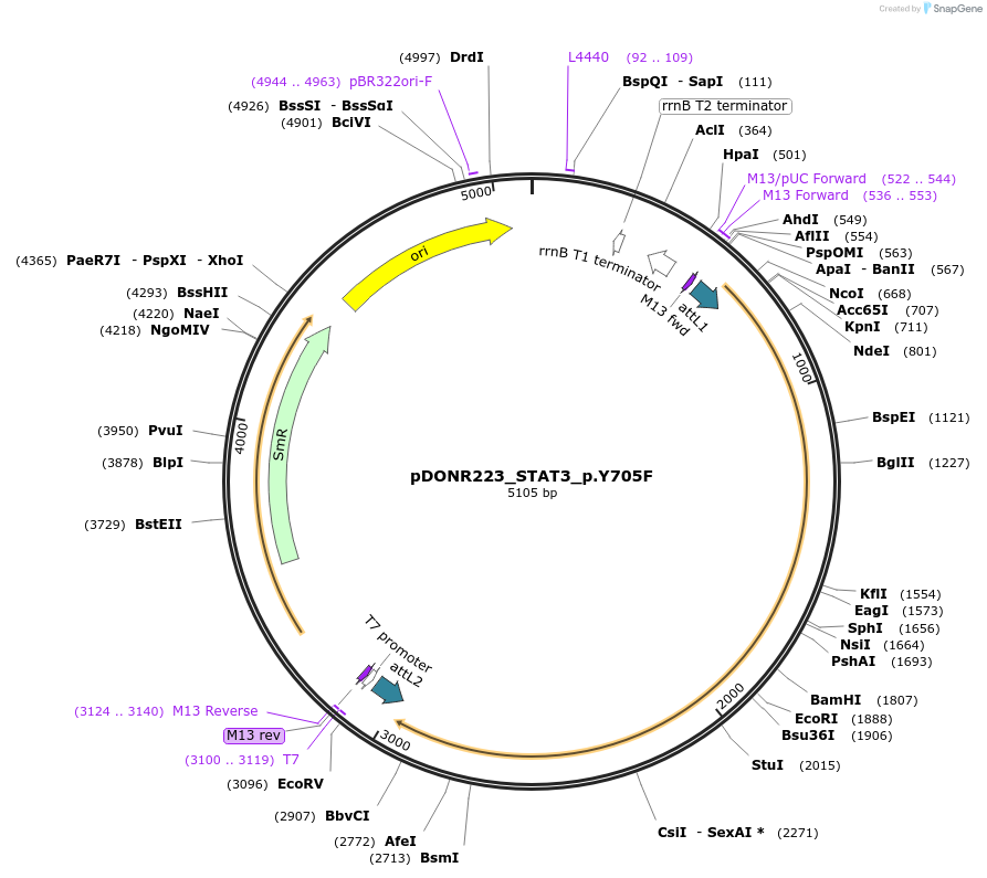 82086-plasmid-map-sequence-id-163925