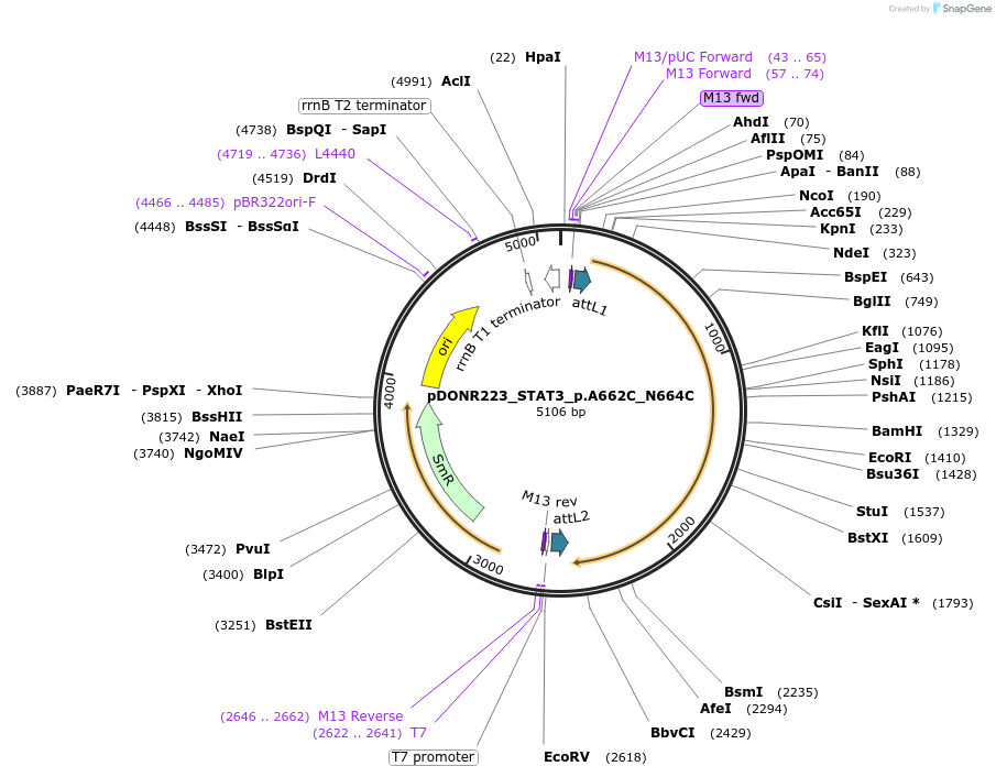 82184-plasmid-map-sequence-id-163927