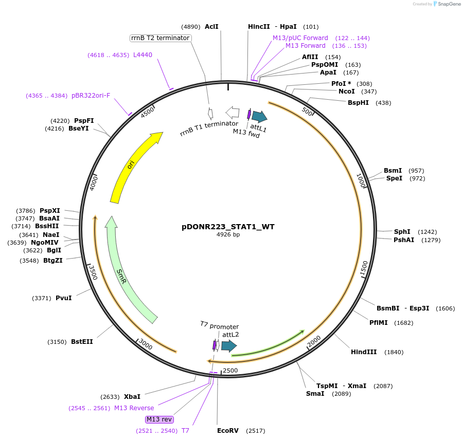 82234-plasmid-map-sequence-id-163953
