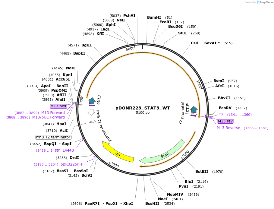 82235-plasmid-map-sequence-id-163962