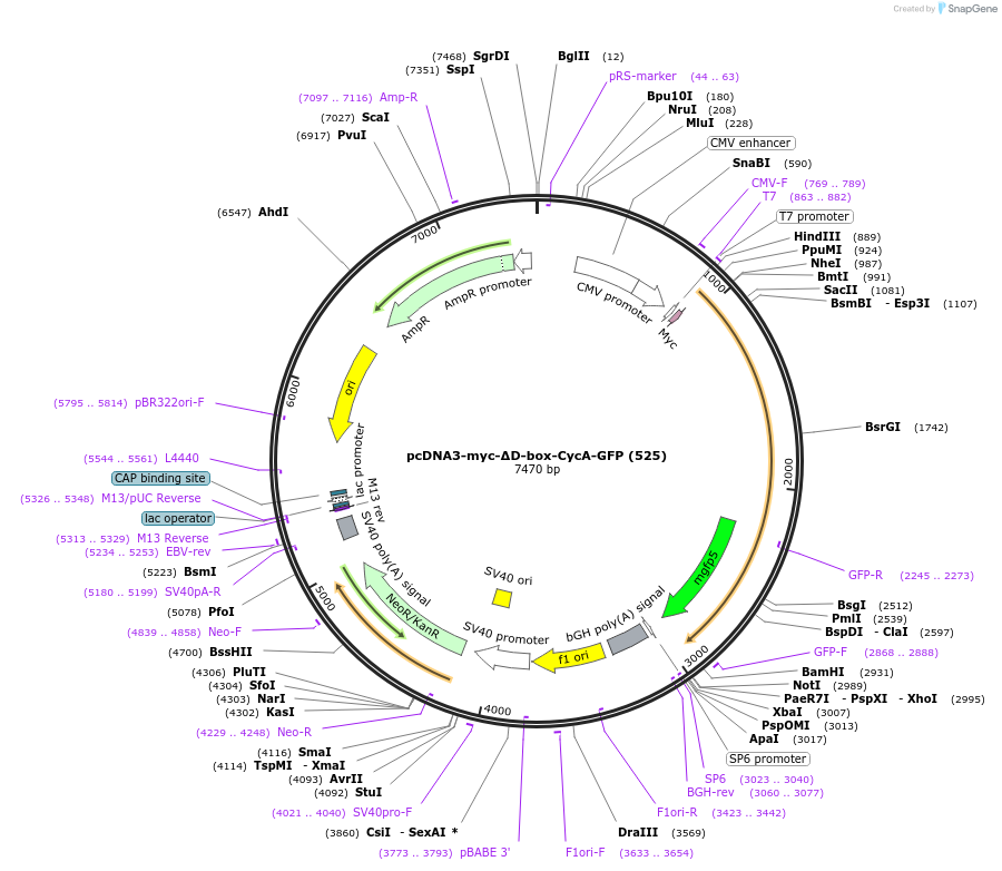 39856-plasmid-map-sequence-id-163995