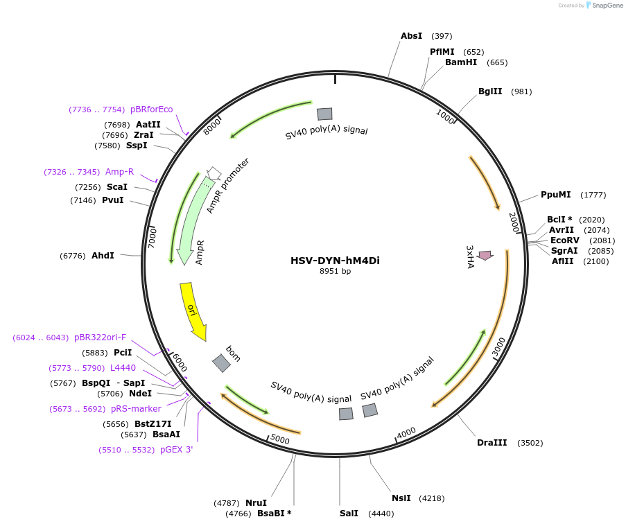 53327-plasmid-map-sequence-id-163998