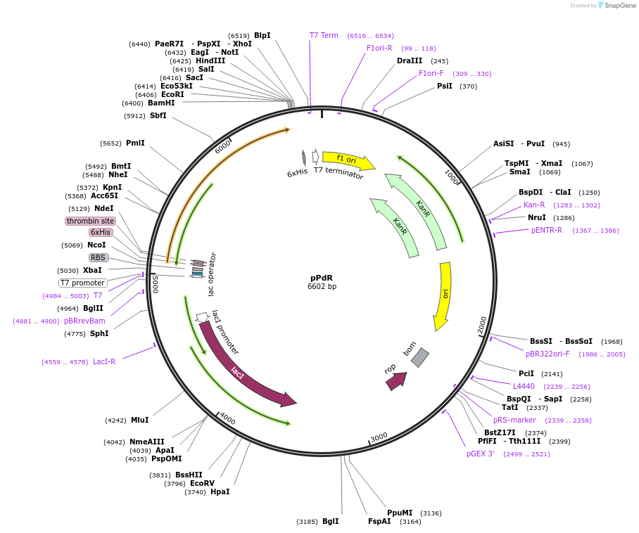85083-plasmid-map-sequence-id-163999