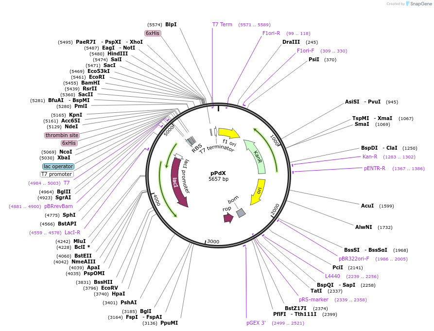 85084-plasmid-map-sequence-id-164000