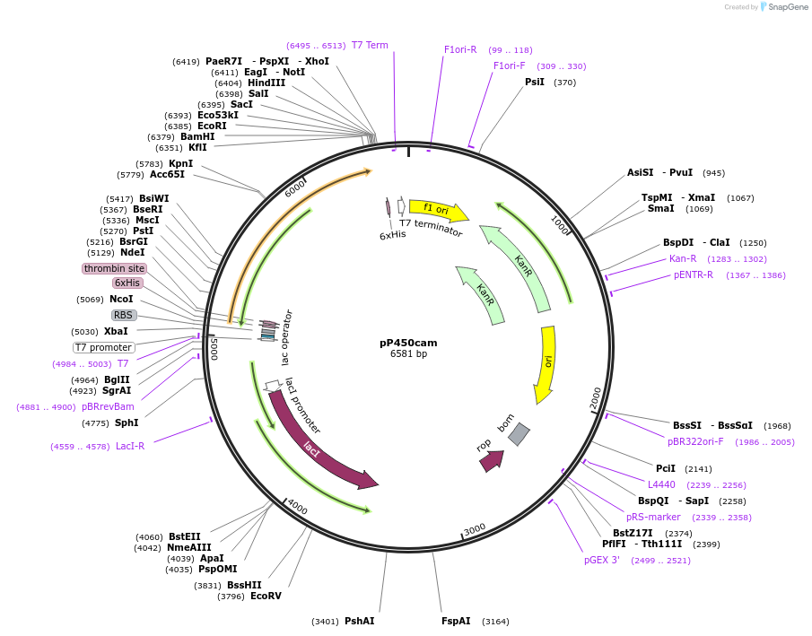 85085-plasmid-map-sequence-id-164001