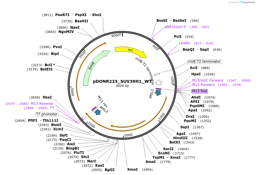 82236-plasmid-map-sequence-id-164002