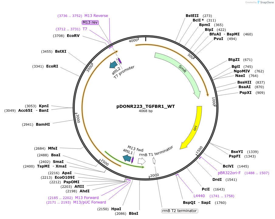 82237-plasmid-map-sequence-id-164003