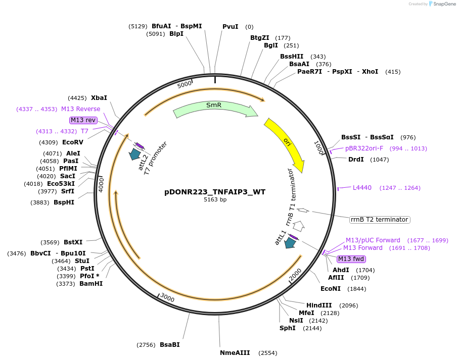 82238-plasmid-map-sequence-id-164004