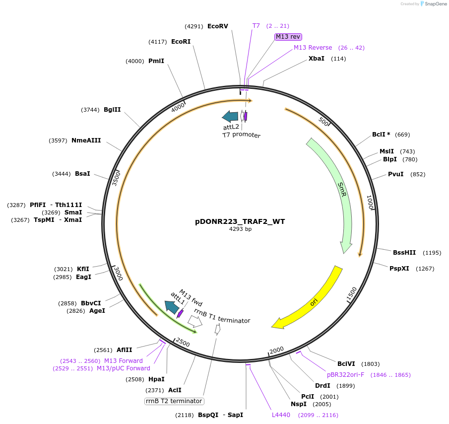 82239-plasmid-map-sequence-id-164005