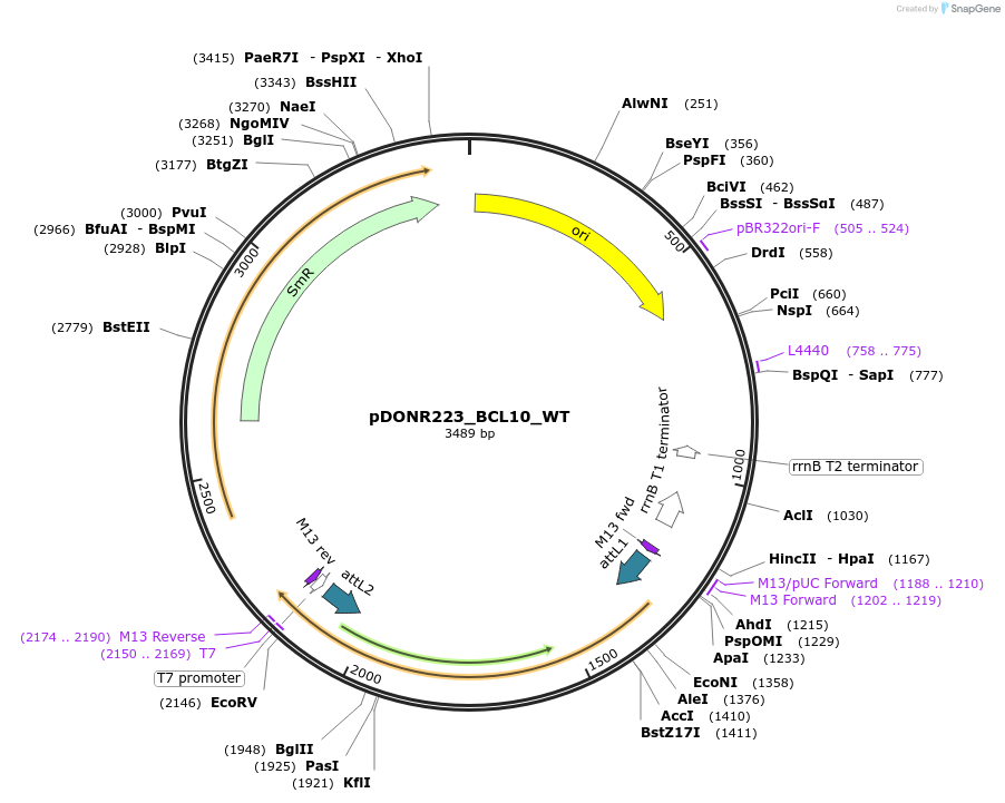 82243-plasmid-map-sequence-id-164013