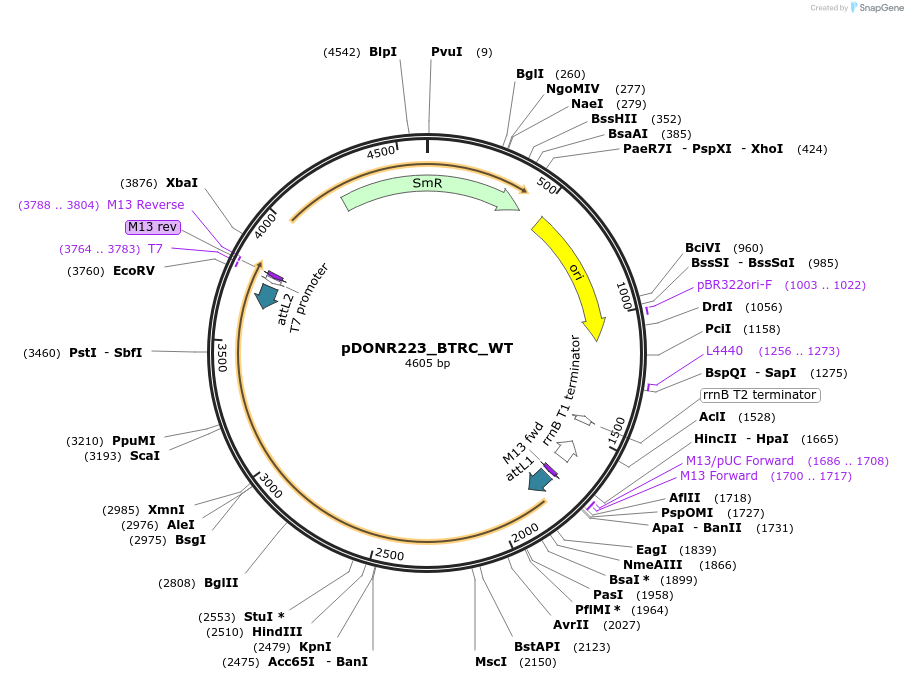 82244-plasmid-map-sequence-id-164017