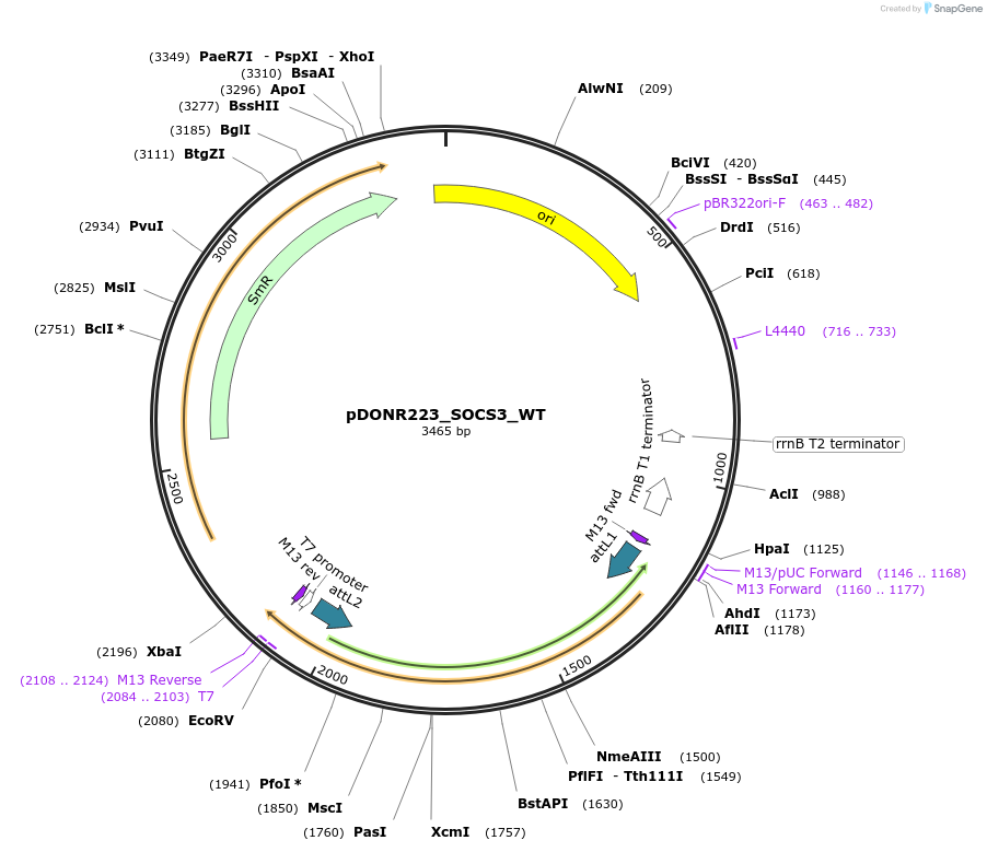 82245-plasmid-map-sequence-id-164018