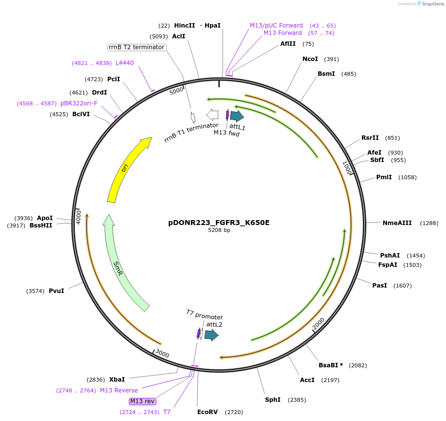82187-plasmid-map-sequence-id-164049
