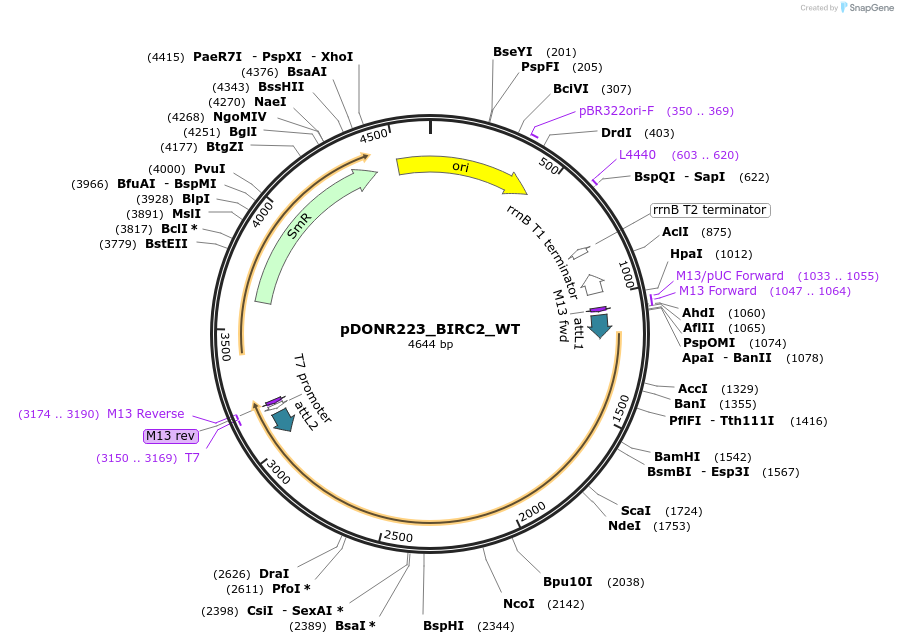 82188-plasmid-map-sequence-id-164050