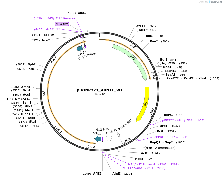 82189-plasmid-map-sequence-id-164052