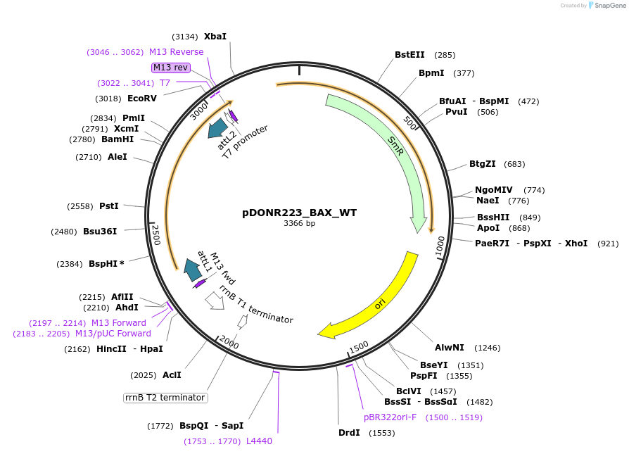 82191-plasmid-map-sequence-id-164054