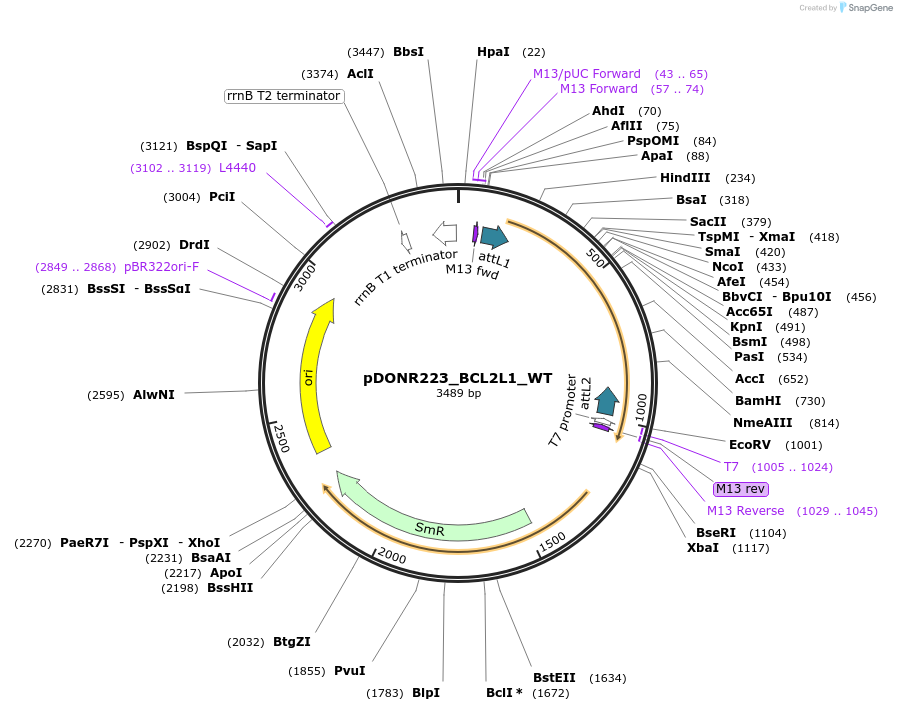 82193-plasmid-map-sequence-id-164055